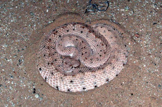 Rattlesnakes in California - Sidewinder