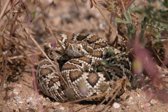 Rattlesnakes in California - Mojave Rattlesnake