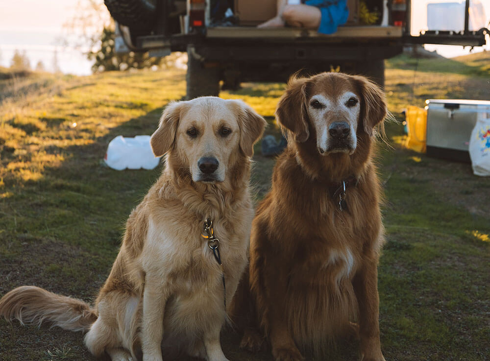 Two golden retriever dogs outside ready for a camping trip