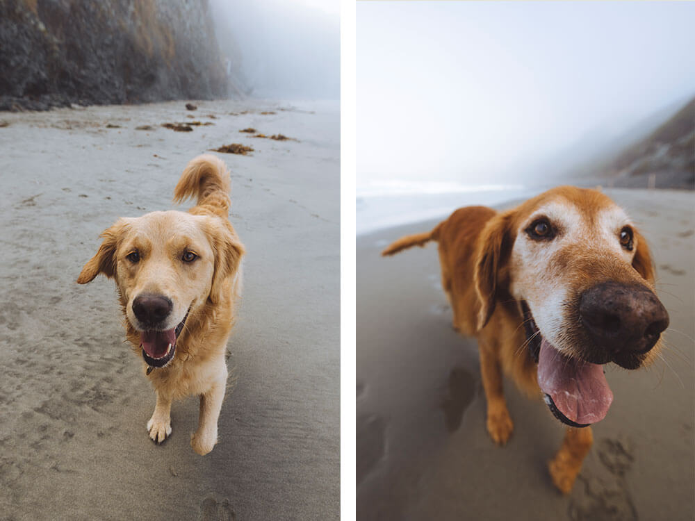 Two happy golden retriever dogs on a beach followed by paw prints in the sand