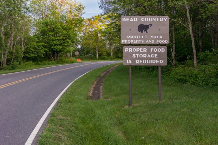 Camping in Bear Country