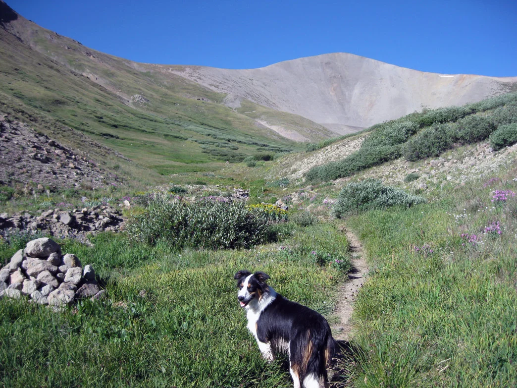 San Luis is one of the best walk-up 14ers, especially in early summer when many small streams run and wildflowers are in full bloom.     James Dziezynski