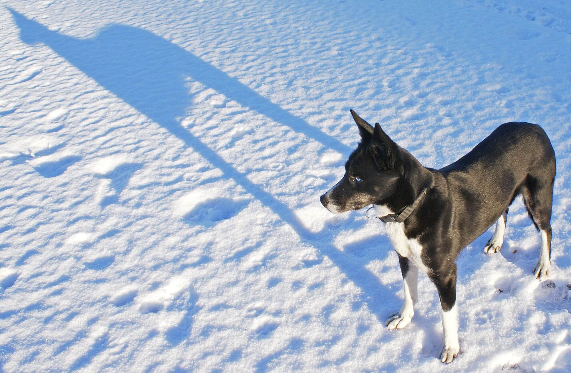 Stella and her shadow in the snow