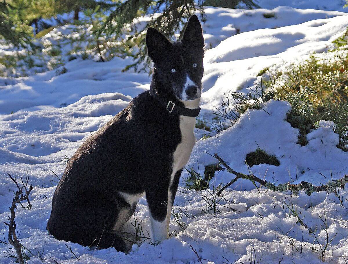 Stella in the snow looking at the camera