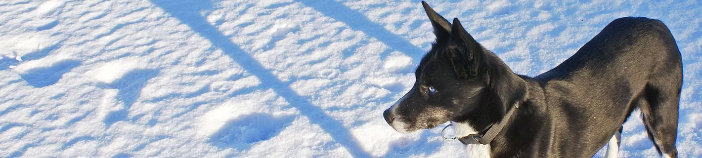 Stella the dog in the snow